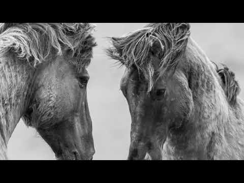 Kirik & Alia Palant - Wild Horse