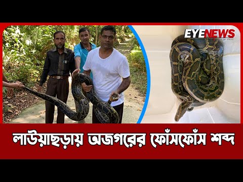 শ্রীমঙ্গলে ১২ ফুট লম্বা অজগর সাপ উদ্ধার