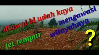 Download lagu Mikat tekukur di awal musim hujan bl nya ada2 aja mp3