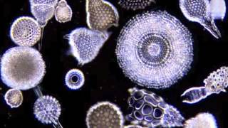 Horizon- Radiolaria.m4v