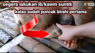 Download lagu sapi sudah mulai birahi pertama harus segera di IB /kawin suntik mp3