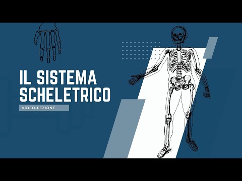 Sistema Scheletrico - Lezione per la scuola