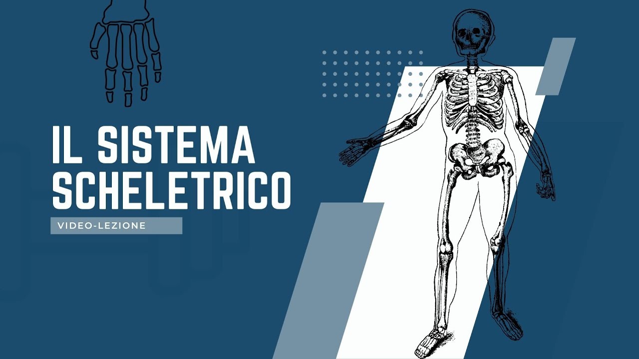 Sistema Scheletrico - Lezione per la scuola