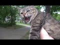 Tabby Cat Hissing And Feral Dog Stolen My Bowl