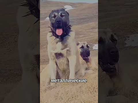 Ошейник против волка: старая защита пастухов #wolf #волк #caucasianshepherddog