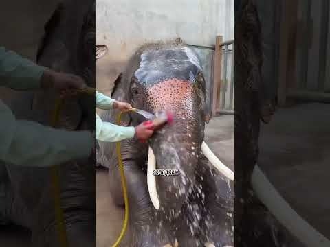 Elephants use their fifth leg to scratch themselves. #animals