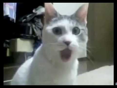 ▶ Funny Cat reaction's to Donny Gillson's Videos   YouTube