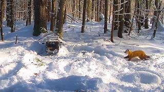 Trap Camera Footage: Tough Getting Around on off grid Trapline