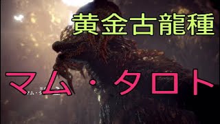 ［MHW実況］マム・タロト　メッチャ輝いてるやん