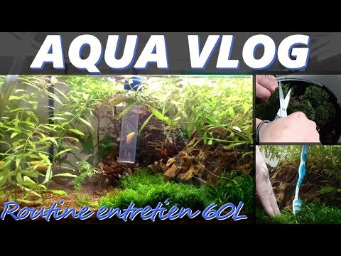 download lagu mp3 mp4 Taille Aquarium 60l, download lagu Taille Aquarium 60l gratis, unduh video klip Taille Aquarium 60l