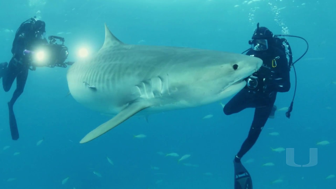 UM Shark Research & Conservation Program