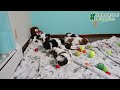 Shih Tzu dogs for sale: Milo - Video 1