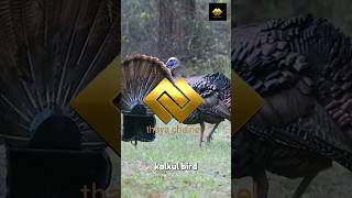 Download lagu kalkul birds as ornamental birds mp3