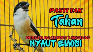 Download lagu PASTI TAK TAHAN CENDET MENDENGARNYA❗ PANCINGAN CENDET AGAR RAJIN BUNYI❗❗ mp3 Download lagu PASTI TAK TAHAN CENDET MENDENGARNYA❗ PANCINGAN CENDET AGAR RAJIN BUNYI❗❗ mp3