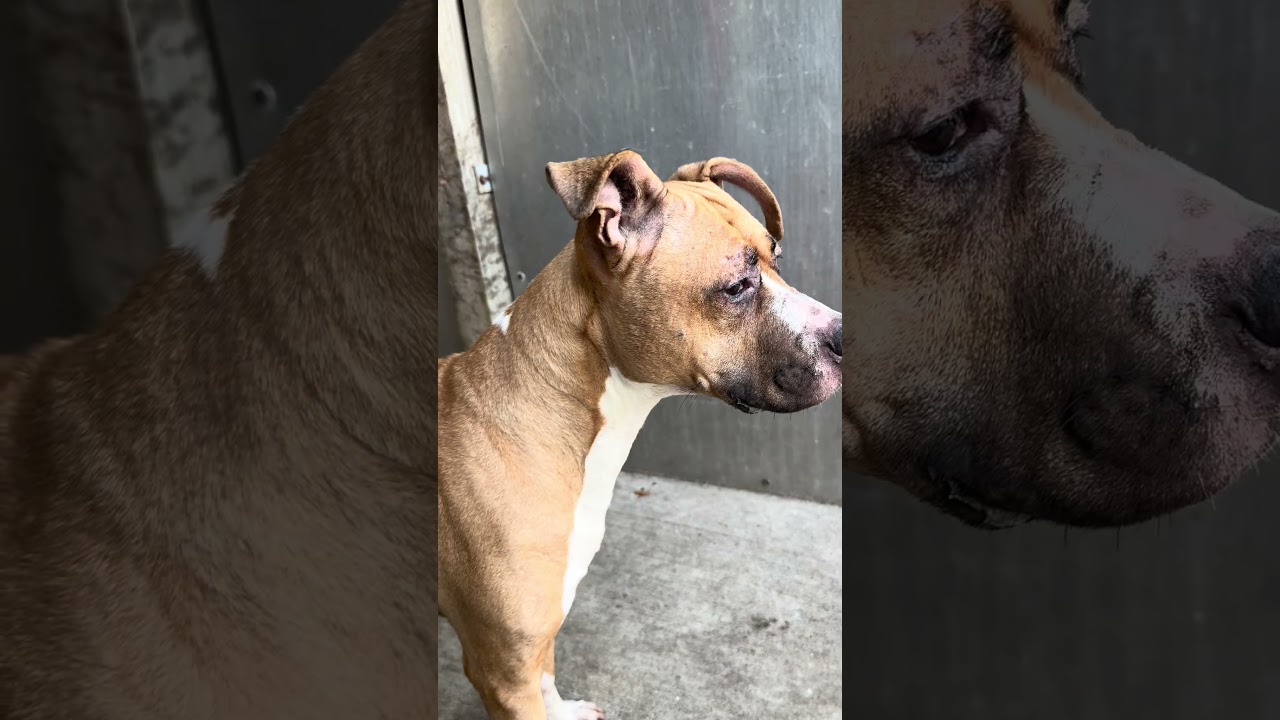 Enlarge Svanasana, a Adoptable Pit Bull Terrier in Chicago, IL video 5/6