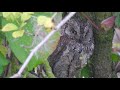 Scops Owl Up Close