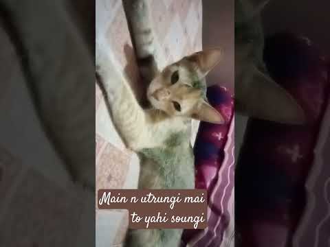 #comedy #funny # shorts #csbishtvines