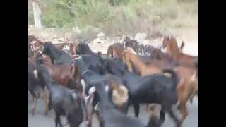 preview picture of video 'Vuohi Intiassa.Goats from India. Стадо козлов'