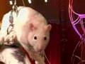 Circus Rats