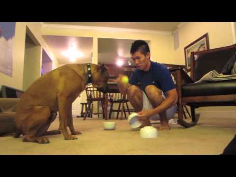 SCOOBY DOO DOG GAMES - Life After College Vlog: Ep. 65