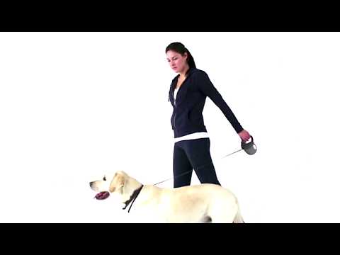 Use Flexi Leashes This Way  | Marshallspetzone.com |