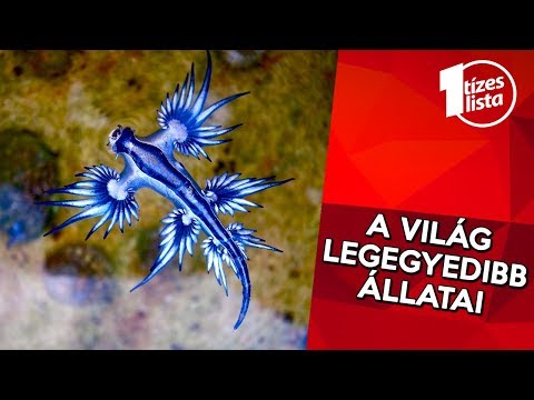 A 10 legkülönlegesebb állat a világon