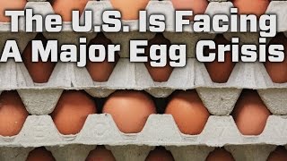 Avian Flu is Causing A Major Egg Crisis