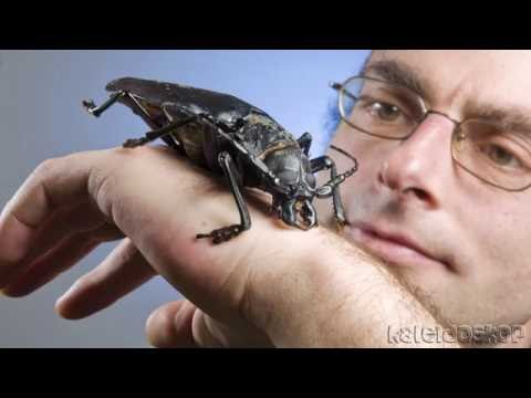 ТОП 10 Самые большие насекомые в мире hqdefault ТОП 10 Самые большие насекомые в мире