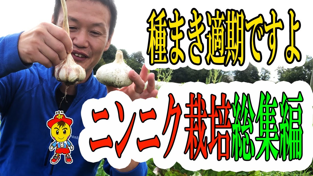 自然栽培におけるニンニクの育て方!植え付けから収穫・編み込み保存まで
