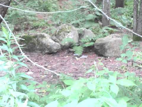 basile and ze pech'nouz Groupe