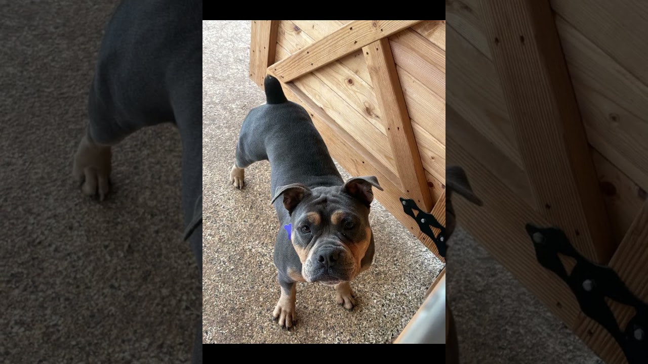 Buster Brown, an adopted mixed breed in Austin, TX video 6/6