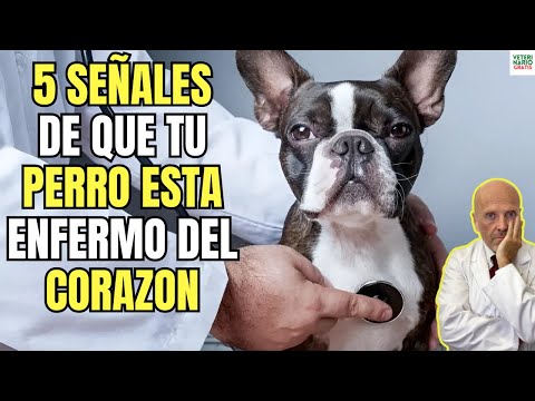 🚨5 SYMPTOMS OF HEART FAILURE IN DOGS 🚨