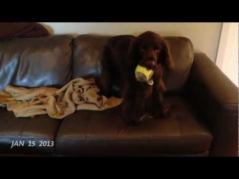 30 Days of Gus the Field Spaniel