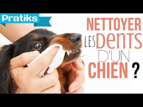 comment nettoyer abces chat