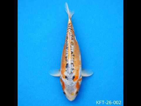 Video pregled koi ribe