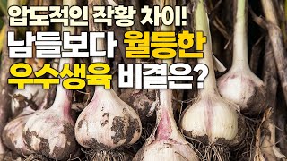 영천 마늘 밑거름 하나만 바꿨는데 눈에 띄는 생육 차이! 고수의 비결 공개