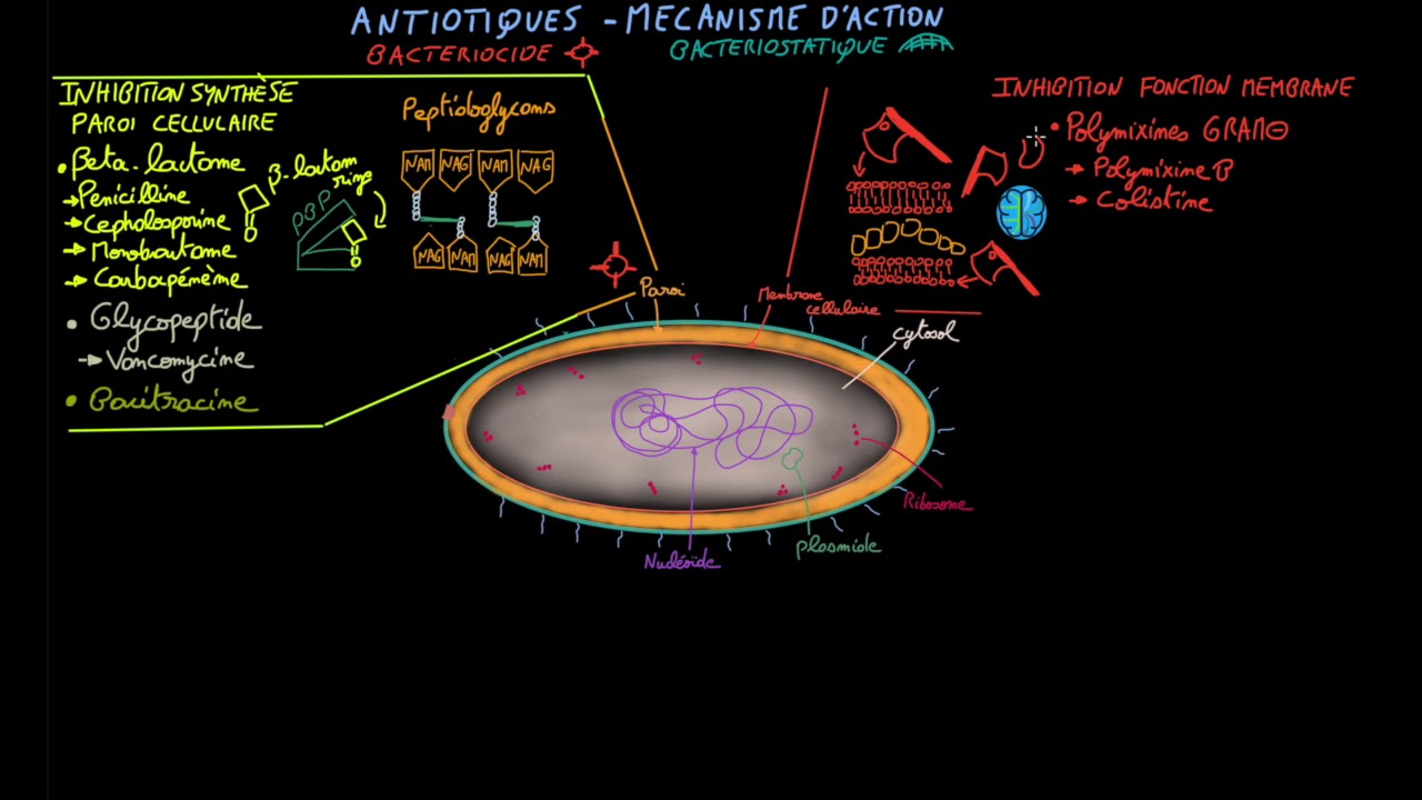 Antibiotiques - Ep 2 - mécanisme d'action - Docteur Synapse