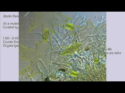 Bill Kouligas, Hypnae