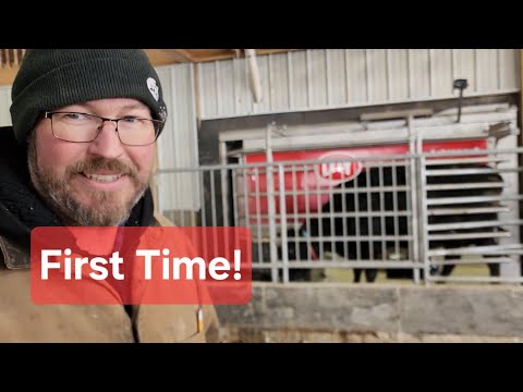 Cows First Time in Robot!  #cow #robot