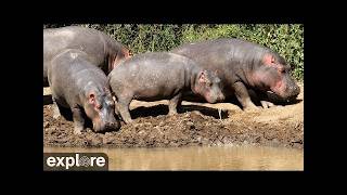 Laikipia County · Rumuruti · African Watering Hole · Laikipia County live stream