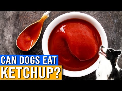 Can Dogs Eat Ketchup? | Is Ketchup Safe For Dogs? | Is Ketchup Bad For Dogs To Eat?