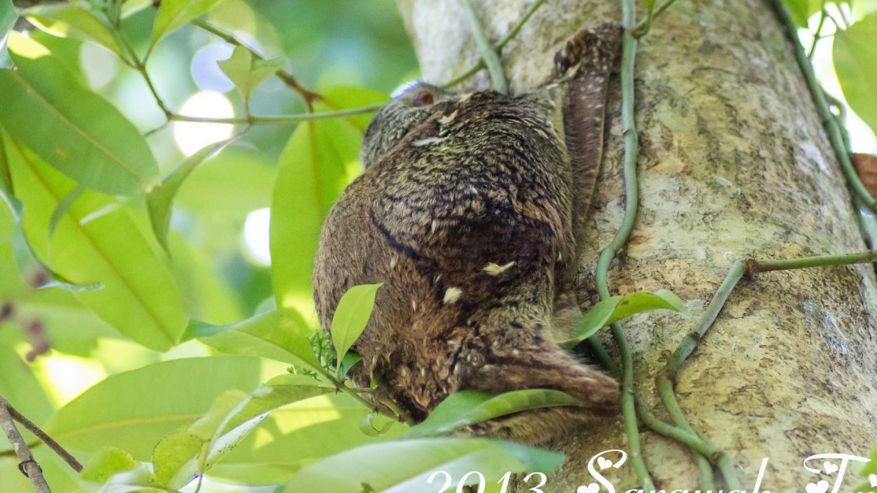 (9) Sarawak attractions    砂拉越景点游  サラワク州観光