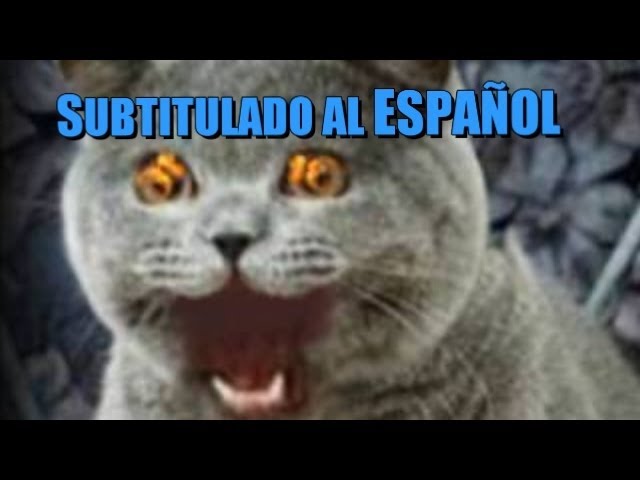 Vídeo relacionado con Gato Metalhead & guitarra eléctrica Heavy Metal, Cats Rock Camiseta