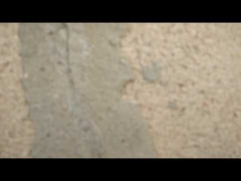 Ants Found in the Crawl Space in Spring Lake, NJ