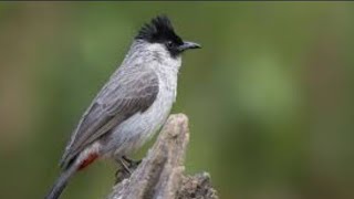 Download lagu SUARA KUTILANG OVER BIRAHI INI, MAMPU MENDONGKRAK EMOSI KUTILANG BAHAN DAN KUTILANG LIAR. mp3