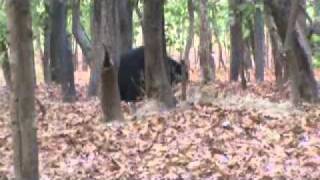 preview picture of video 'Sloth Bear in Bandhavgarh'