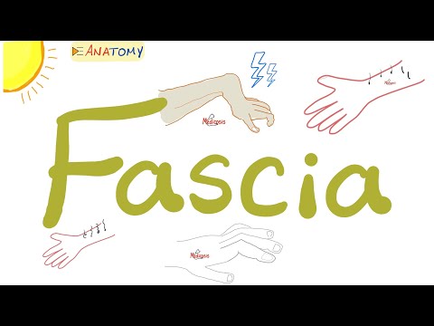 Fascia | Anatomy Terms | Anatomy Playlist