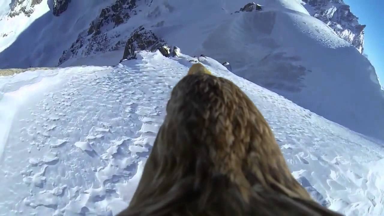 La renovación del aguila. 1