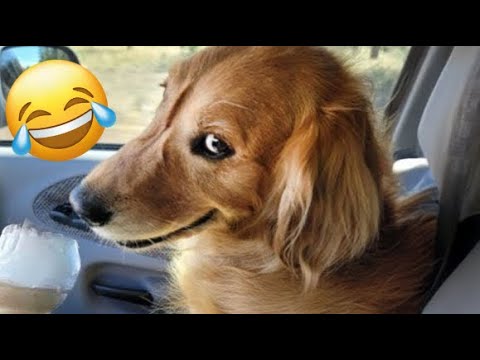 Cachorros e Gatos Engraçados😹🐶 - TENTE NÃO RIR #79 - Animais Engraçados