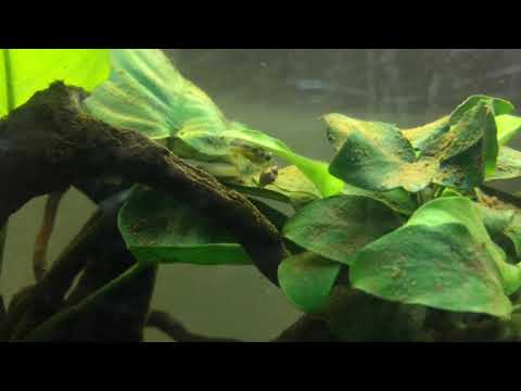 Ep.7 Your Pea Puffer Feeding Questions Answered.